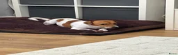 Jack Russell dogs for sale: Jack Russell  in Sheerness - Advert 3
