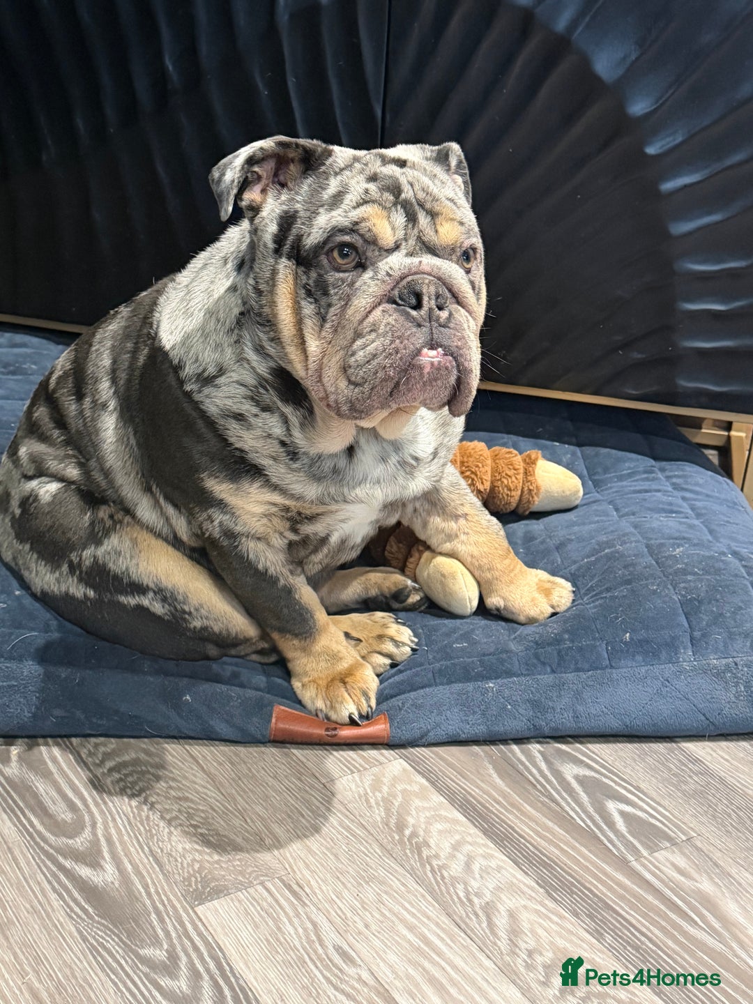 English Bulldog dogs for sale: 10 month old male merle english bulldog for sale  - Advert 1