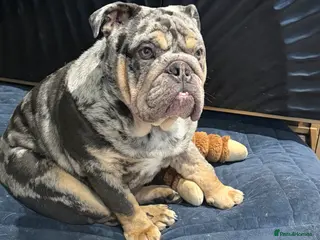 English Bulldog dogs 10 month old male merle english bulldog for sale - Advert 8