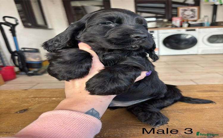 Cocker Spaniel dogs Beautiful show cocker spaniel babies - Advert 10