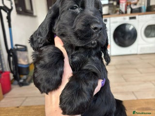 Cocker Spaniel dogs Beautiful show cocker spaniel babies - Advert 13