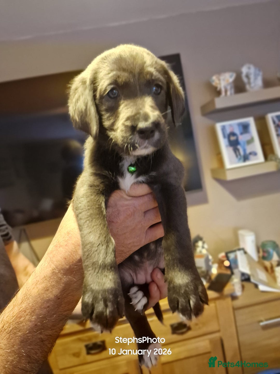 Mixed Breed dogs for sale: 3 silver 1 black white female lab puppies  - Advert 14