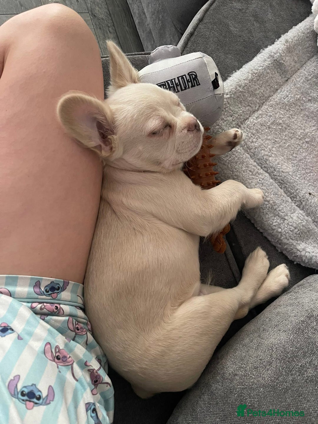 French Bulldog dogs for sale: Fluffy French bulldog called Louie  - Advert 6