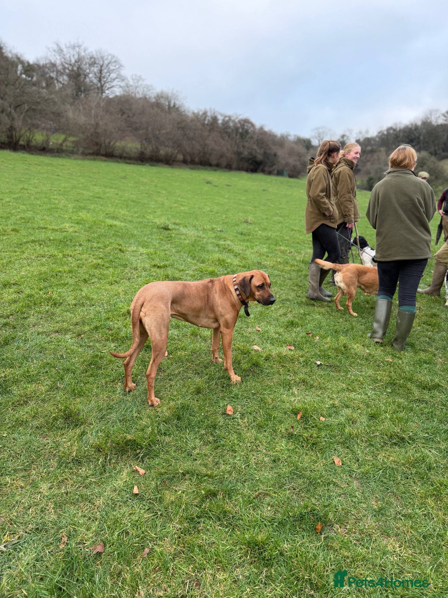 Rhodesian Ridgeback dogs for sale: Waiting List Open - Due 12th June in Melksham - Advert 8
