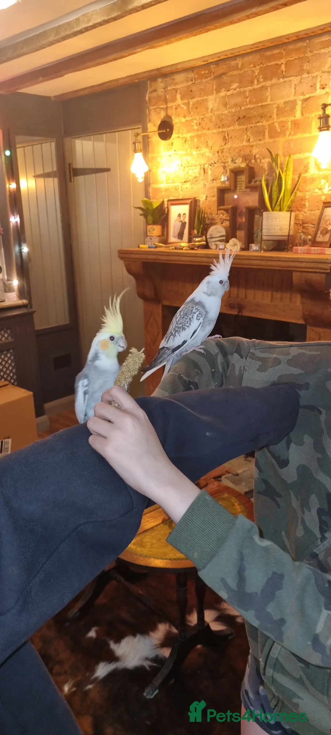 Cockatiels birds for sale: Bonded pair of cockatiels  in Sittingbourne - Advert 8