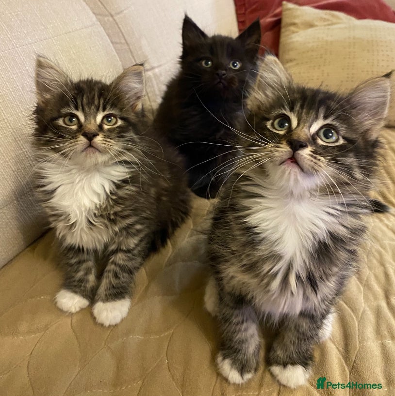 Maine Coon cats Maine Coon Absolutely Beautiful Kittens For Sale  - Advert 1