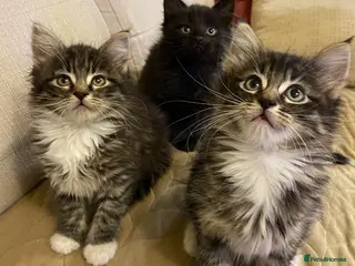 Maine Coon cats Maine Coon Absolutely Beautiful Kittens For Sale - Advert 5