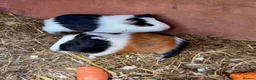 Guinea Pig rodents for sale: 2 Beautiful Male Guinea Pigs - Advert 6