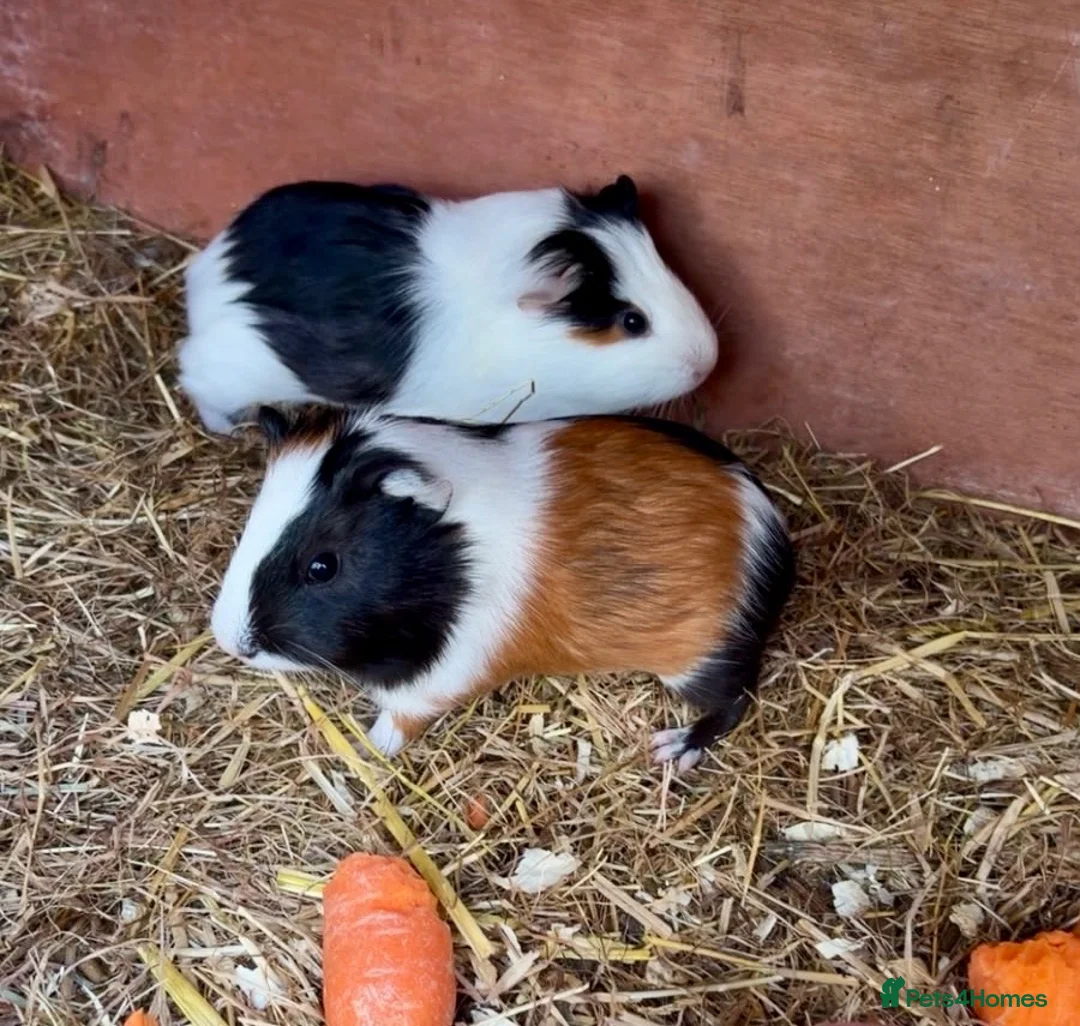 Guinea Pig rodents for sale: 2 Beautiful Male Guinea Pigs - Advert 6
