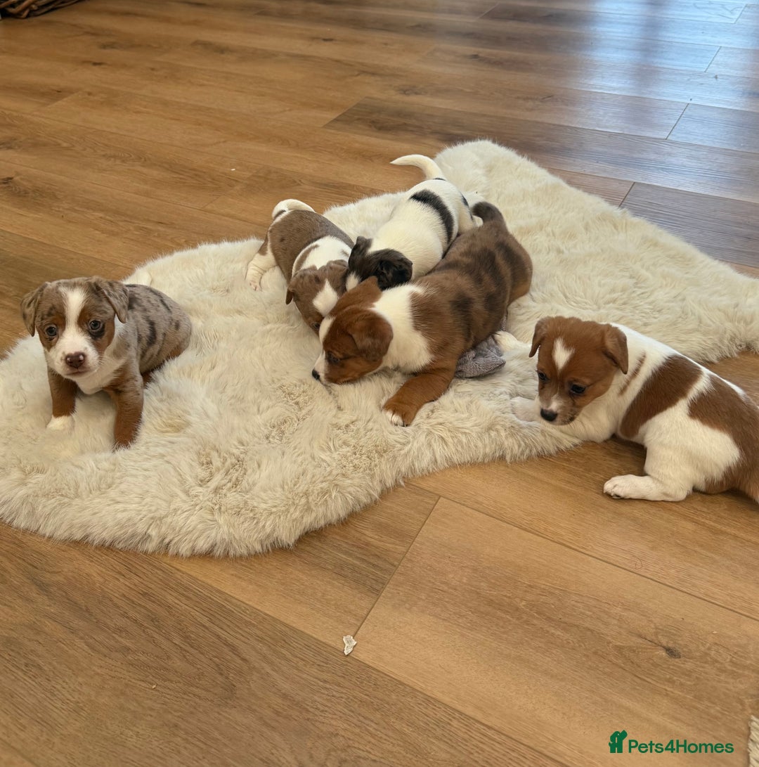 Jack Russell dogs for sale: Very rare merle Jack Russells. Family home raised  - Advert 14