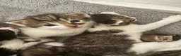 Mixed Breed cats for sale: Kittens for sale  in Milton Keynes - Advert 6