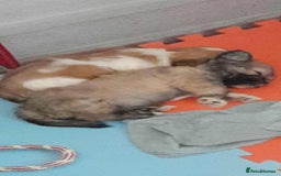 Mixed Breed dogs for sale: Jack Tzu  - Image 3