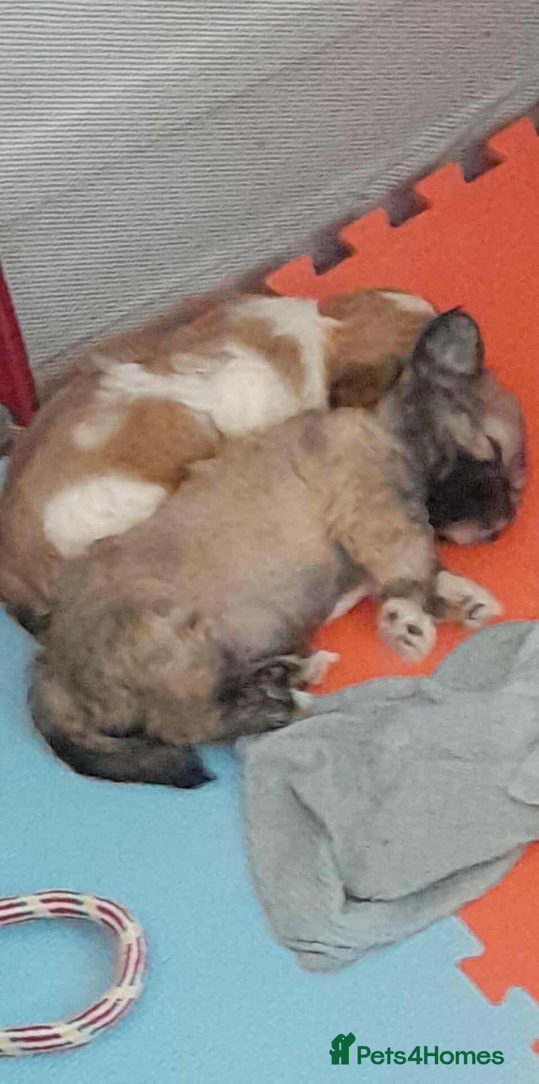 Mixed Breed dogs for sale: Jack Tzu  - Image 3