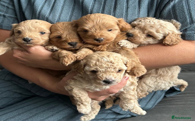 Maltipoo dogs - Advert 7