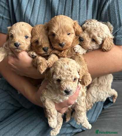 Maltipoo dogs - Advert 11