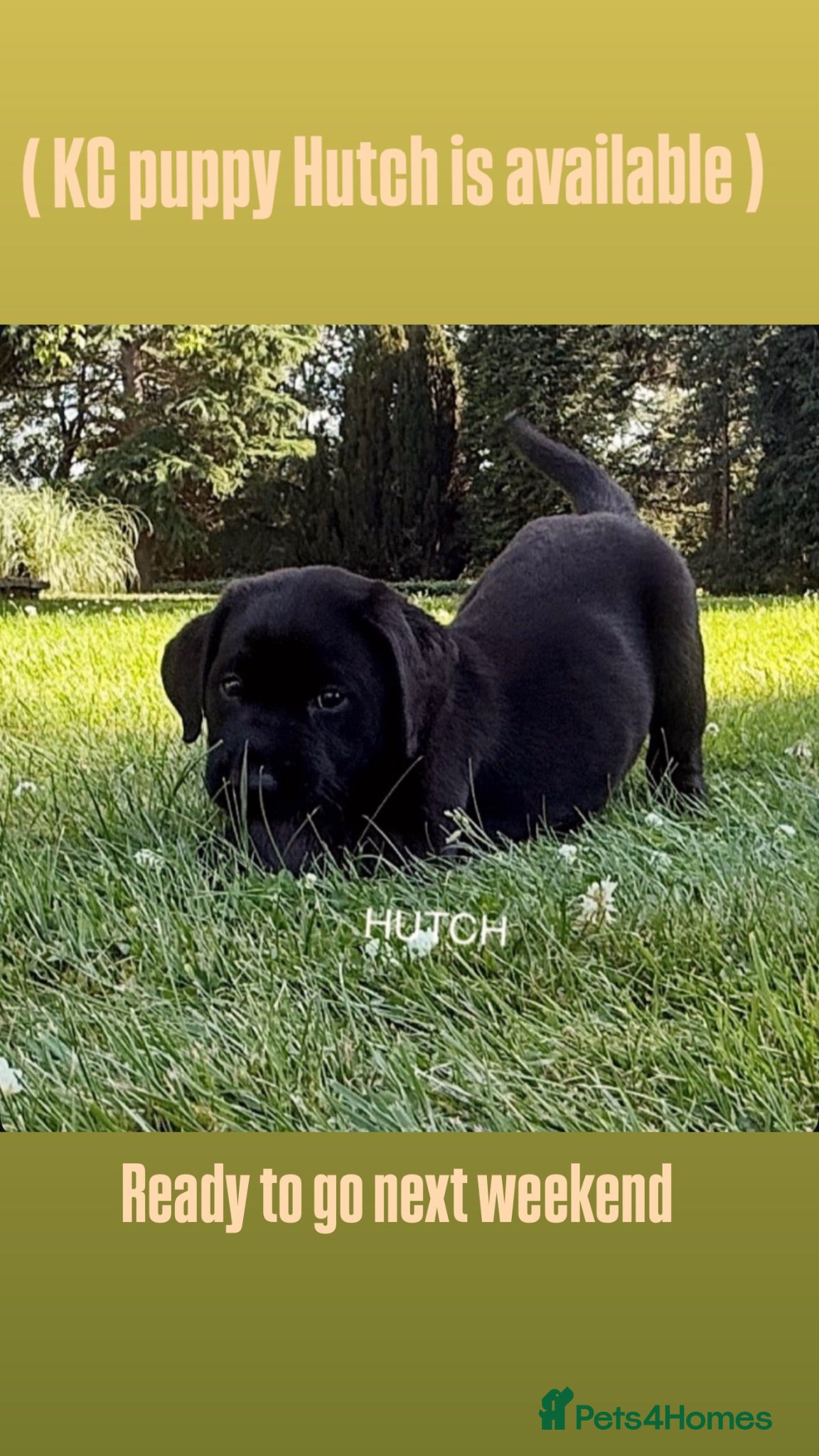 Labrador Retriever dogs KC puppy George with a 5 Star County Breeder  - Advert 2