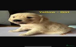 Golden Retriever dogs for sale: Golden Retriever puppies  - Image 6