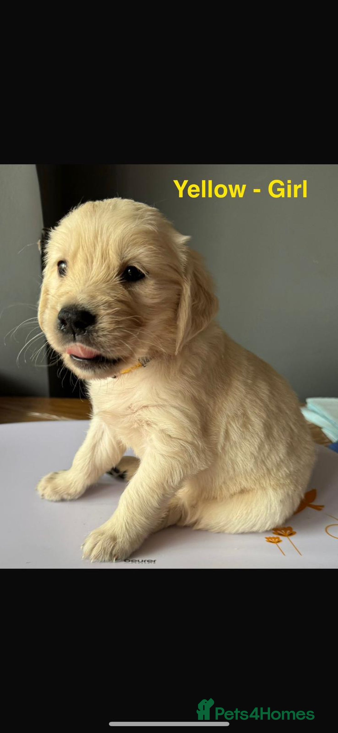 Golden Retriever dogs for sale: Golden Retriever puppies  - Image 6