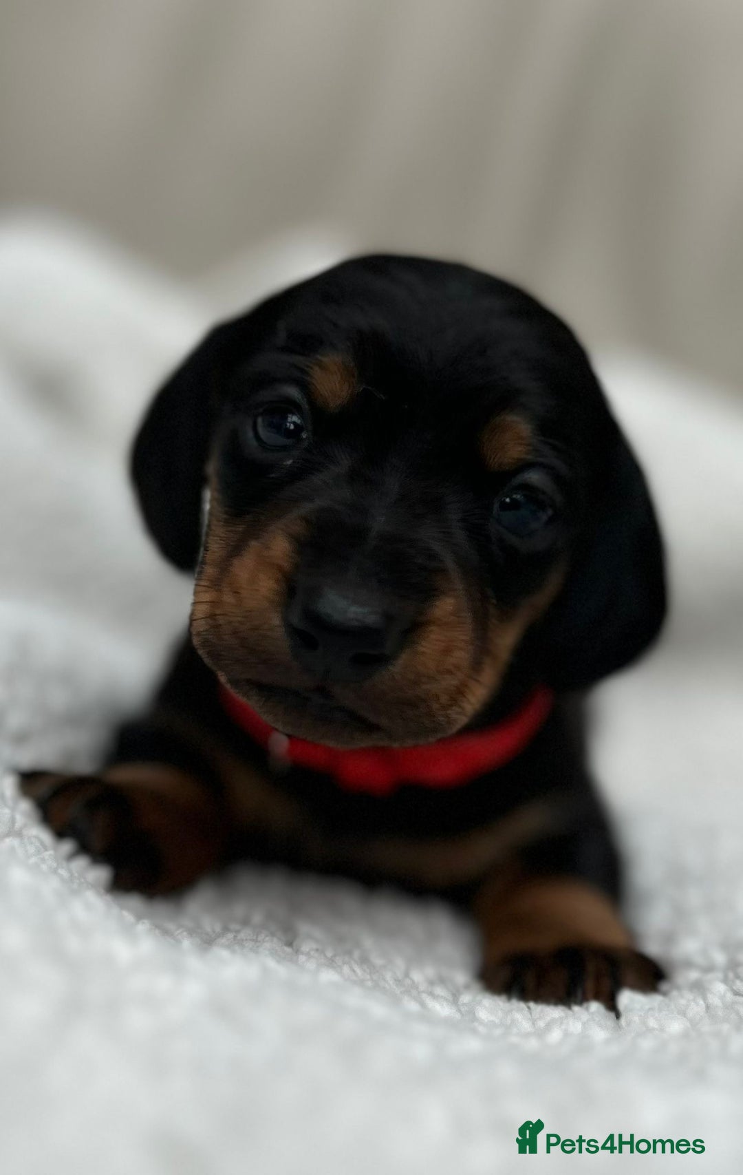 Dachshund dogs for sale: Long haired mini Daschund  - Advert 10