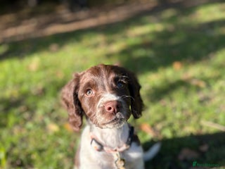 English Springer Spaniel dogs - Advert 3