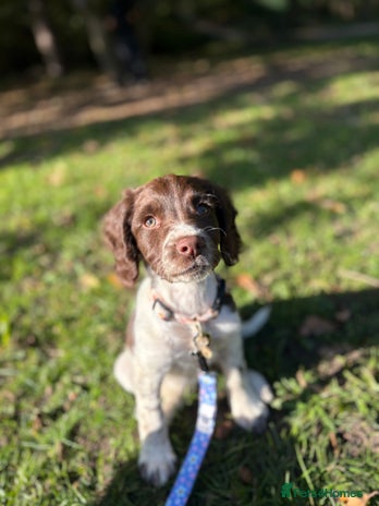 English Springer Spaniel dogs - Advert 2