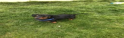 Jackshund dogs for sale: Beautiful jackshund puppies  in Cambridge - Advert 16