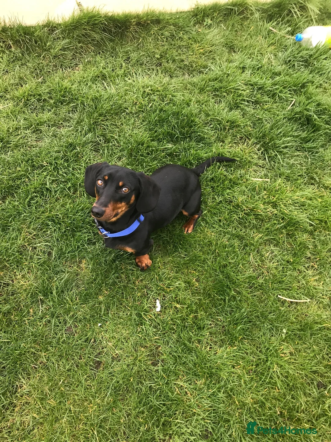 Jackshund dogs for sale: Beautiful jackshund puppies  in Cambridge - Advert 16