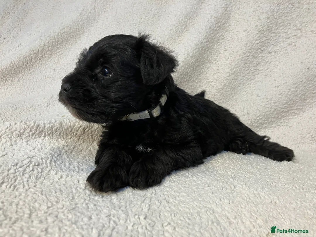 Miniature Schnauzer dogs for sale: Two Black Male Miniature Schnauzer puppies - Advert 6