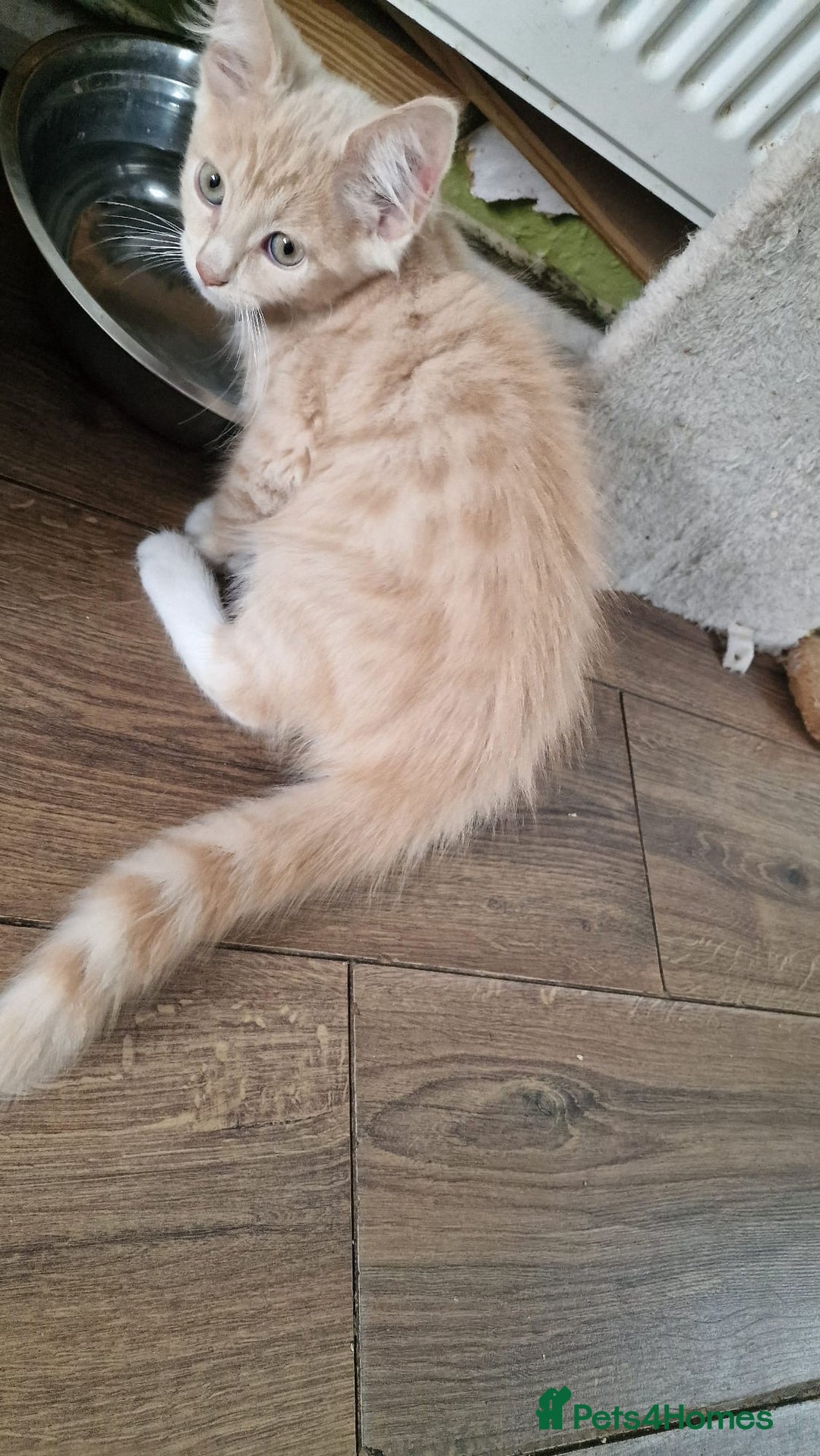 Mixed Breed cats for sale: 1yr female cat.2 playful male kitten available  in Stoke-on-Trent - Image 6