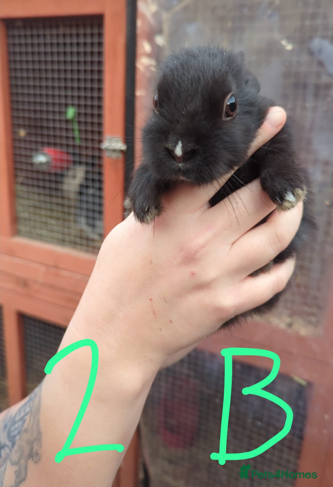 Mixed Breed rabbits for sale: Mixed breed baby bunnies *READY NOW*  - Advert 2