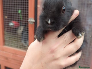 Mixed Breed rabbits Mixed breed baby bunnies *LAST BUNNY* - Advert 11