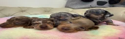 Miniature Dachshund dogs for sale: Miniature Dachshund Dapple Puppies 🐶 5🌟licensed  - Advert 2