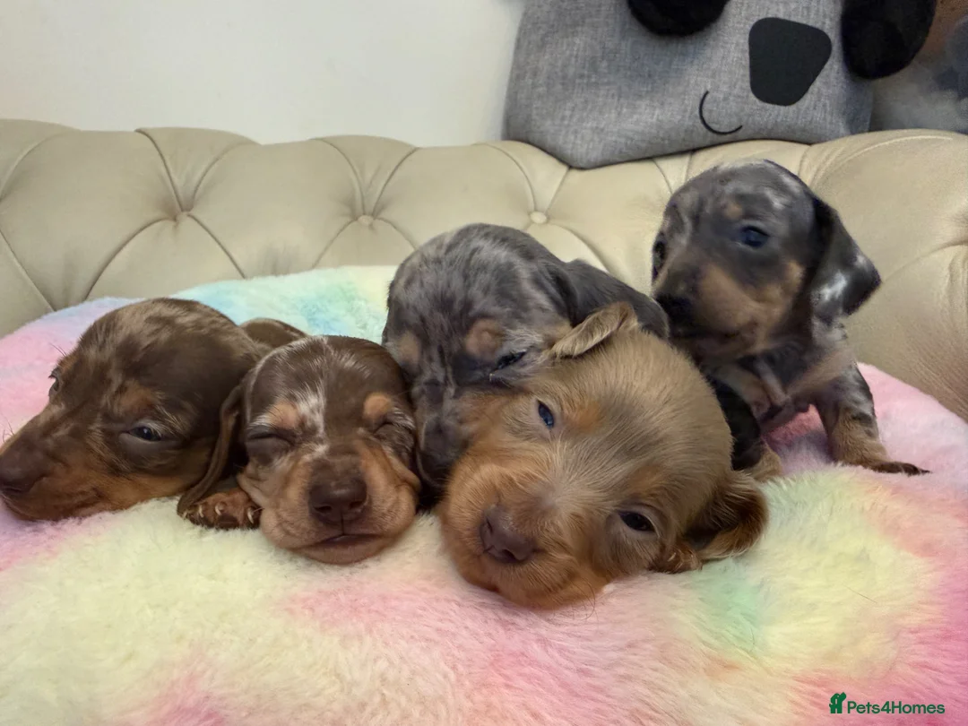 Miniature Dachshund dogs for sale: Miniature Dachshund Dapple Puppies 🐶 5🌟licensed  - Advert 2