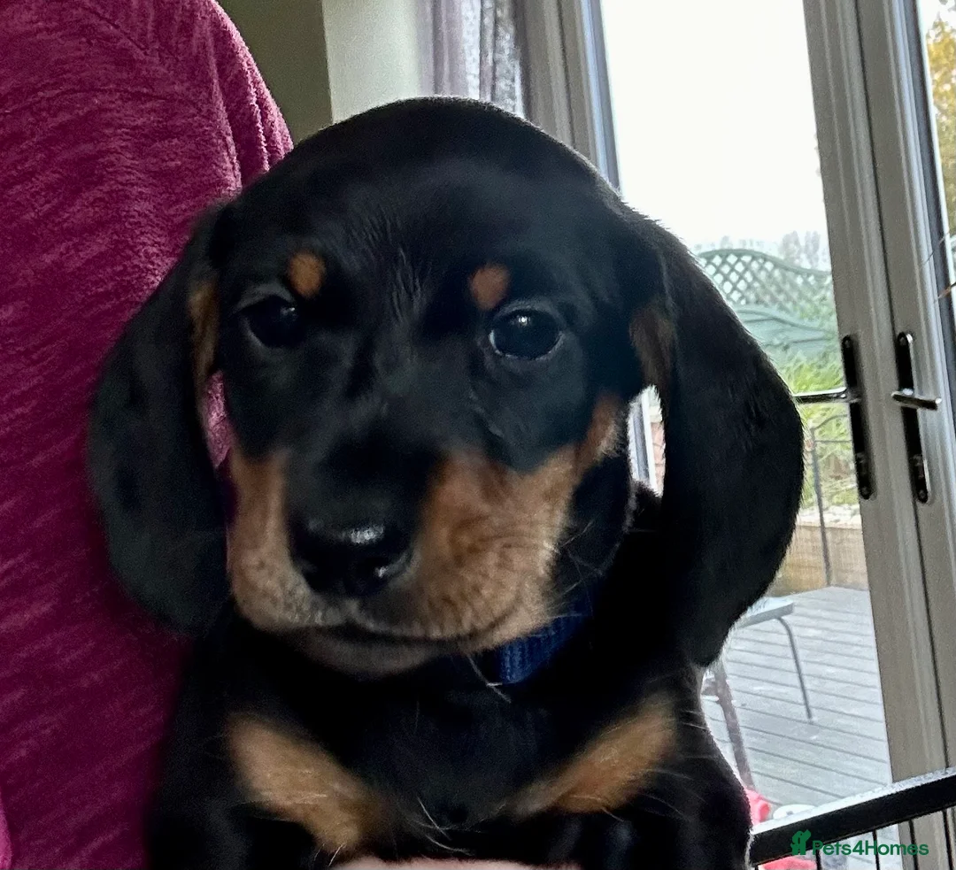 Miniature Dachshund dogs for sale: KC Registered Miniature Dachshunds  - Advert 3