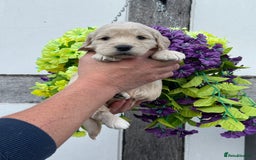 Goldendoodle dogs for sale: 8 gorgeous f1 mini goldendoodle dna clear - Image 8