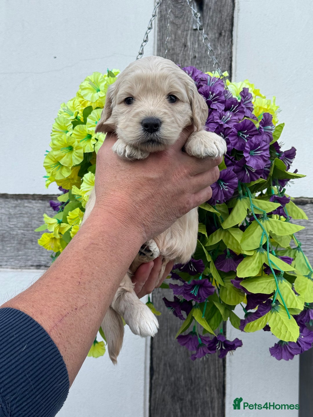 Goldendoodle dogs for sale: 8 gorgeous f1 mini goldendoodle dna clear - Image 8