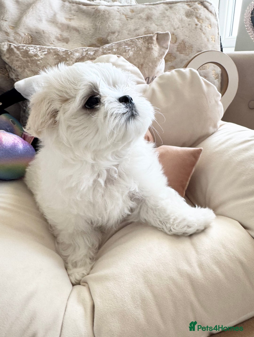 Maltese dogs for sale: Maltese Puppy 2 - 👑Top Quality Full Korean Maltese Boy Ready Now👑  - Image 29