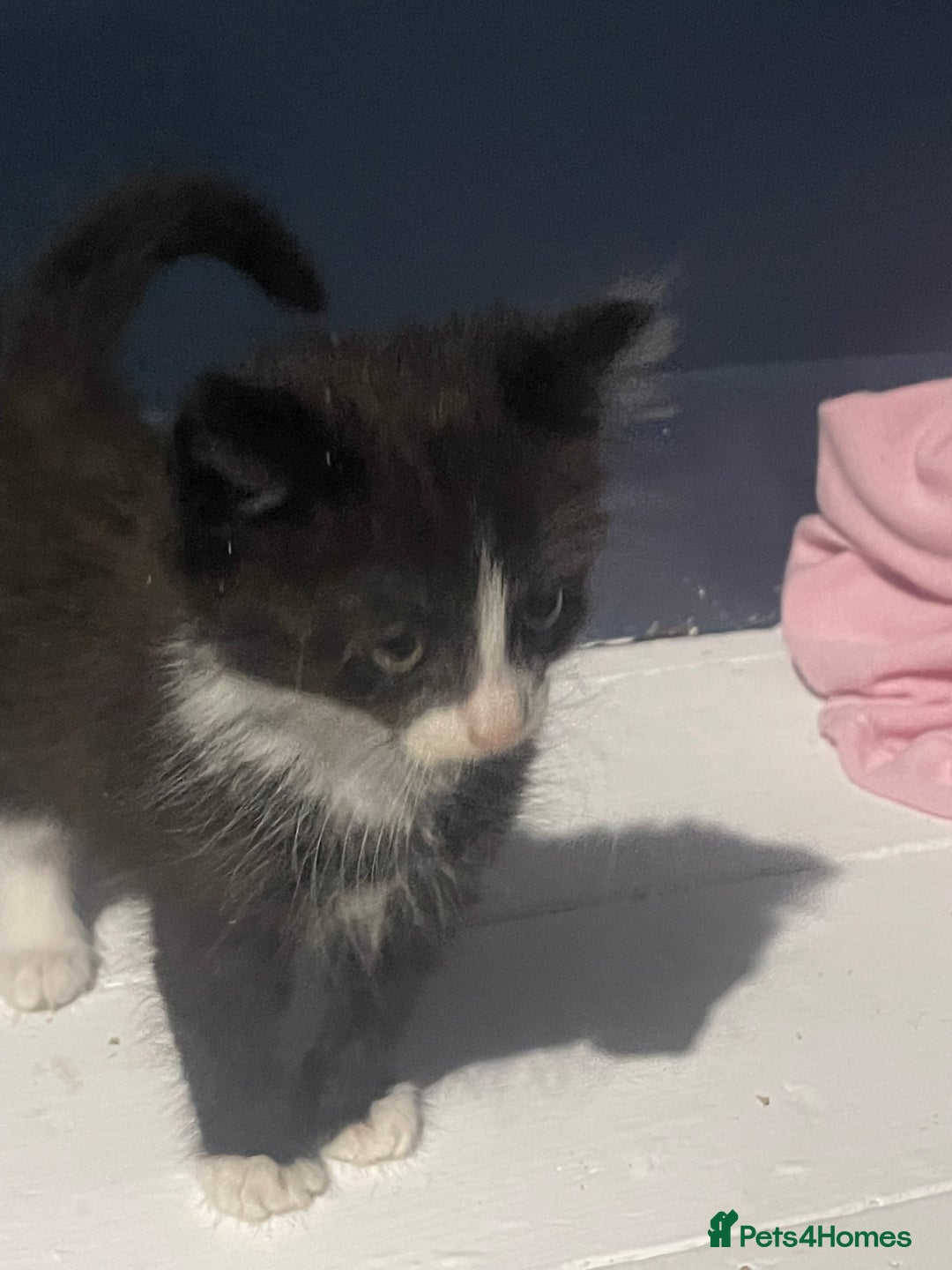 Mixed Breed cats for sale: 3 super friendly kittens - Advert 3