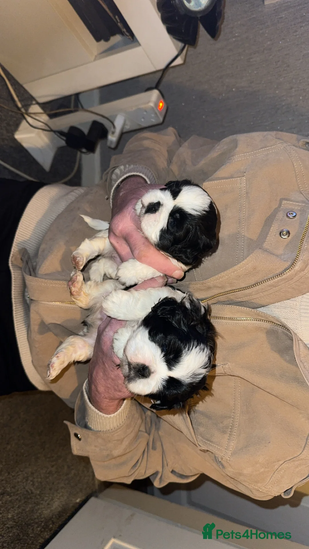 Shih Tzu dogs for sale: Beautiful shih tzu pups for sale - Advert 6