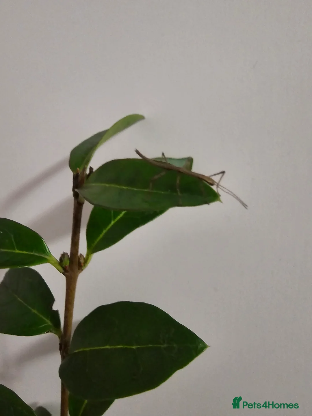 Stick Insects invertebrates for sale: Indian Stick Insects - Advert 4
