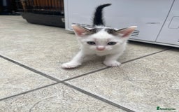 Mixed Breed cats for sale: 1 little kitten  - Image 2