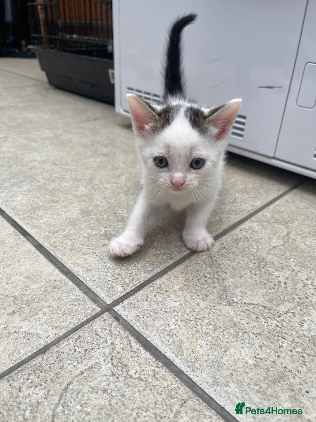 Mixed Breed cats for sale: 1 little kitten  - Image 2