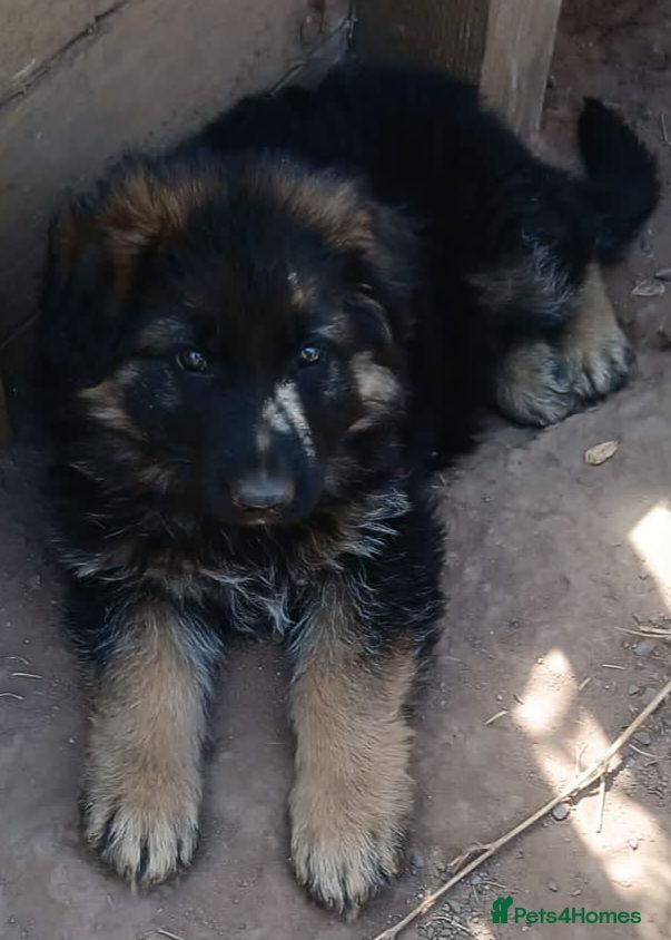 German Shepherd dogs READY TO GO male german shephard puppies - Advert 5