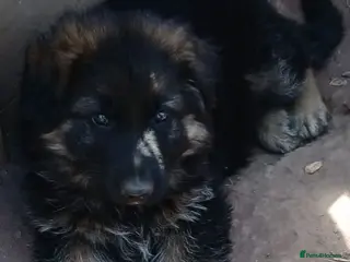 German Shepherd dogs READY TO GO male german shephard puppies - Advert 6