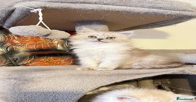 Persian cats - Advert 14