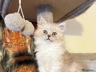 Persian cats - Advert 9