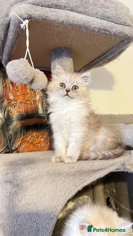 Persian cats - Advert 2