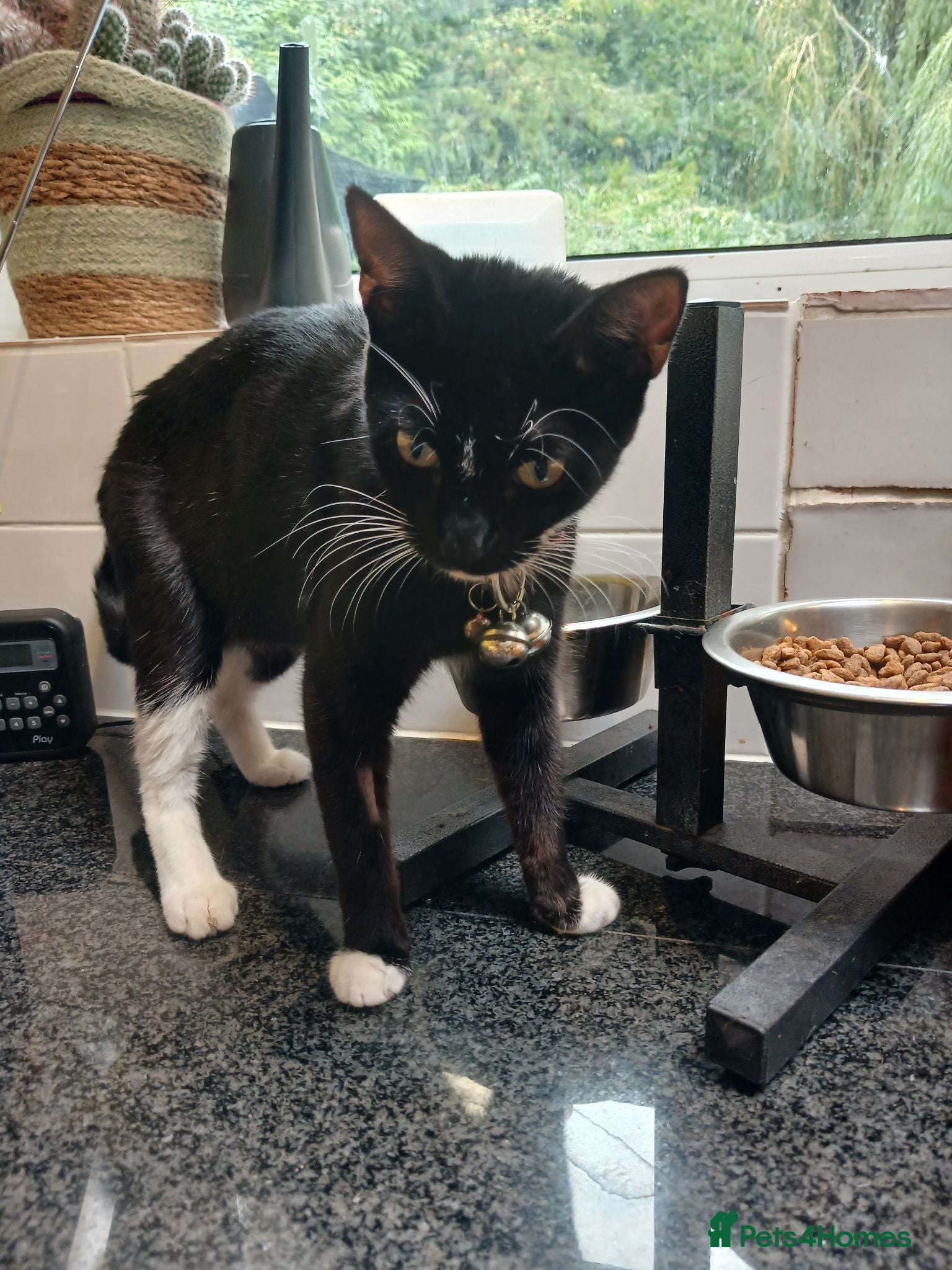 Mixed Breed cats Kiki, spayed female young cat  - Advert 13
