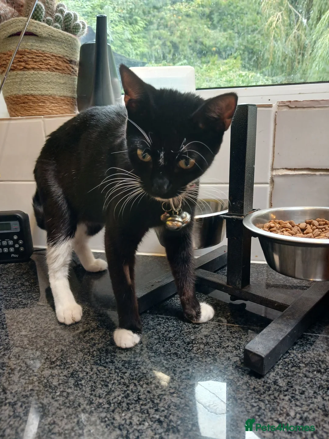 Mixed Breed cats for sale: Kiki, spayed female young cat  - Advert 1