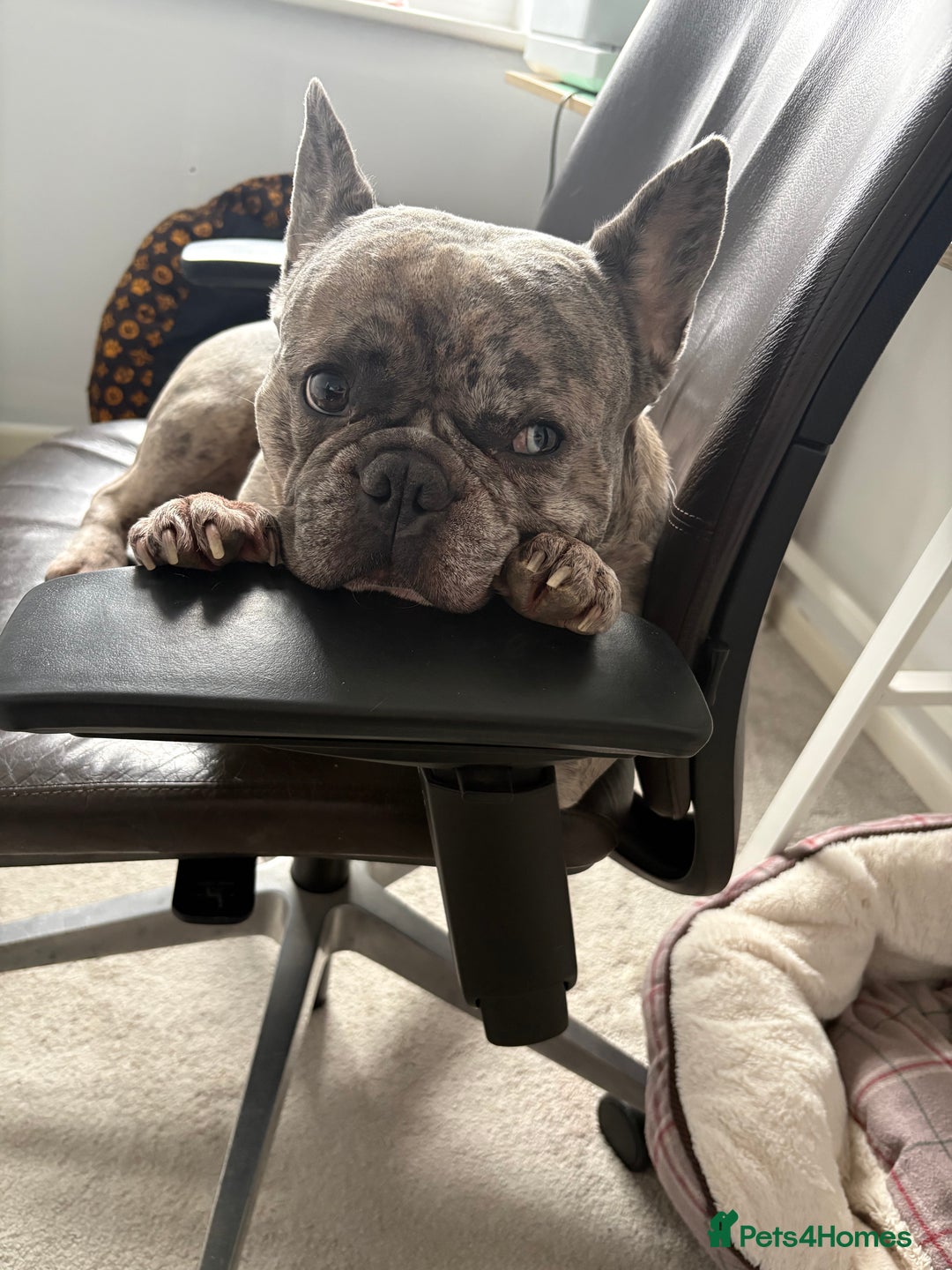 French Bulldog dogs for stud: Male French bulldog for stud in Bristol - Advert 6
